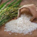 Arroceros afirman el precio del arroz no ha variado a nivel de producción