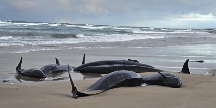 Termina operativo para sacrificar a más de 100 ballenas varadas en playa de Australia