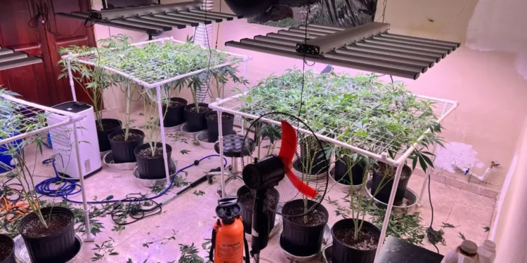 DNCD desmantela invernadero para cultivar marihuana; arrestan un hombre
