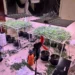 DNCD desmantela invernadero para cultivar marihuana; arrestan un hombre