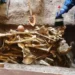 Hallan osamenta humana debajo de plantación de cacao en Las Yayas de El Seibo