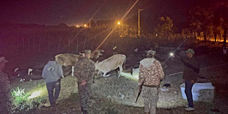 Ejército recupera ganado robado en hacienda de Dajabón