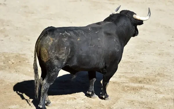 Roban buey de arado en frontera por la Vigía Dajabón  