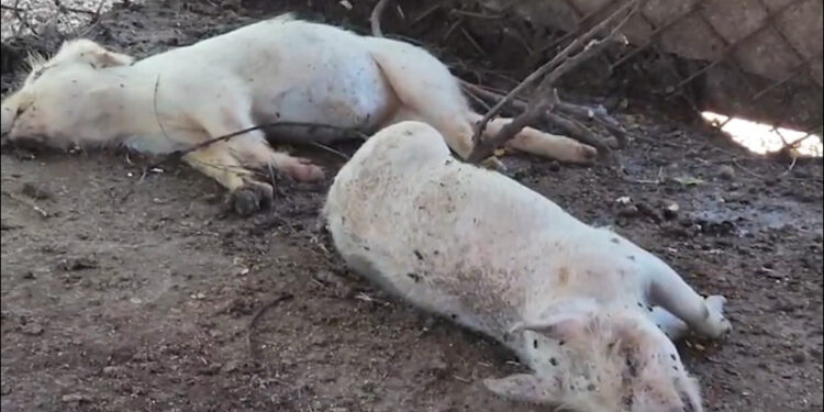 Fiebre porcina africana causa muertes de cerdos en Dajabón, confirman autoridades