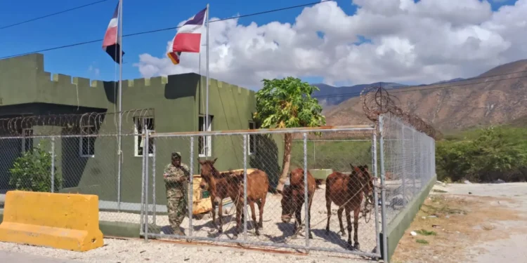 Ejército decomisa 1,021 cajas de cigarrillos que eran transportados en mulos en Independencia