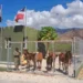 Ejército decomisa 1,021 cajas de cigarrillos que eran transportados en mulos en Independencia