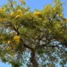La primavera