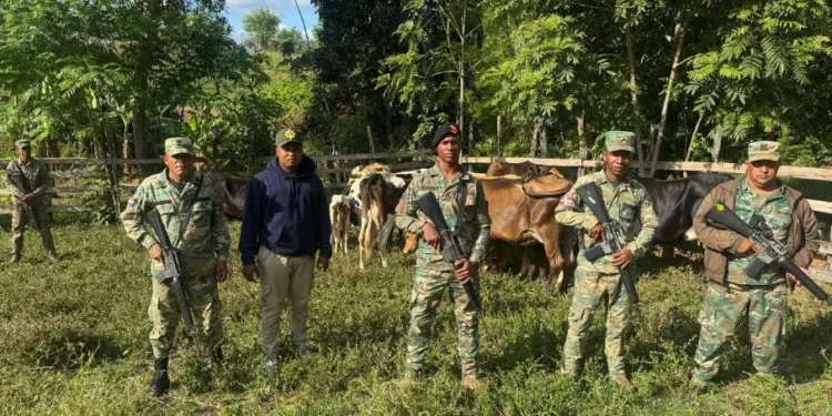Ejército localiza ganado reportado como robado en Dajabón