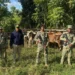 Ejército localiza ganado reportado como robado en Dajabón