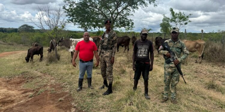 Ejército localiza con drones 17 vacas denunciadas como robadas en Dajabón