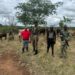 Ejército localiza con drones 17 vacas denunciadas como robadas en Dajabón
