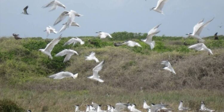 Ambientalistas y pescadores denuncian captura de aves y huevo de gaviotas habitan los cayos siete hermanos en Montecristi