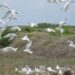 Ambientalistas y pescadores denuncian captura de aves y huevo de gaviotas habitan los cayos siete hermanos en Montecristi