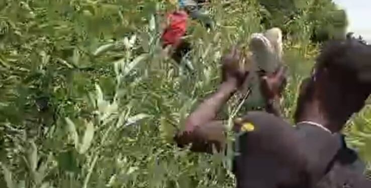 Apresan grupo de inmigrantes indocumentados escondido en matorrales en San Juan de la Maguana