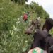 Apresan grupo de inmigrantes indocumentados escondido en matorrales en San Juan de la Maguana