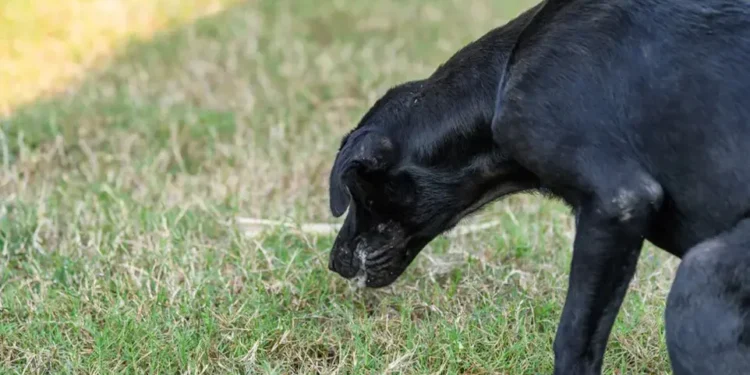 Envenenamiento de perros