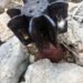 Encuentran presunta bomba de la era de Trujillo en matorrales de ¨El Morro de Montecristi¨