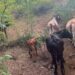 Investigan robos de 16 vacas y seis caballos en la Vigía Dajabón
