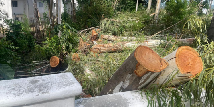 Denuncian tala de árboles de eucalipto en sector Puerto Chiquito de Sosúa