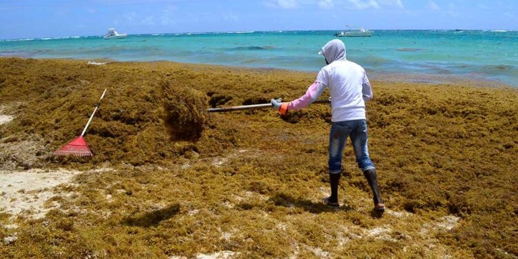 La lucha sin tregua de RD para limpiar de sargazo sus famosas playas