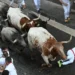 El sexto encierro de los sanfermines deja cinco heridos