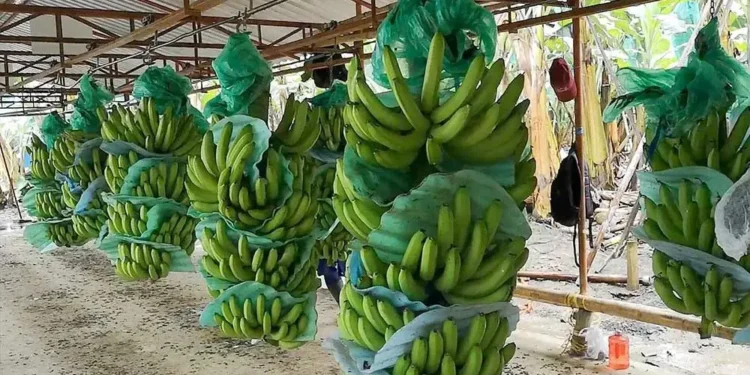 RD lidera las exportaciones agroalimentarias en el Caribe