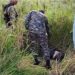 Matan joven de disparos en sector los Puentes entre Carbonera y Cañongo Dajabón