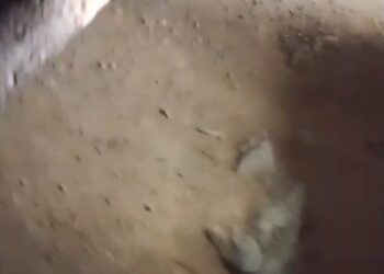 Haitianos cortan árboles y vuelven a cerrar el paso por la carretera internacional   