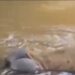 Encuentran cadáver de Haitiano flotando en aguas del río Masacre en la Vigía Dajabón