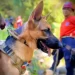 MP crea Unidad Canina para fortalecer búsqueda de personas desaparecidas