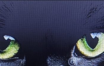 Los Gatos de mi Vecindario