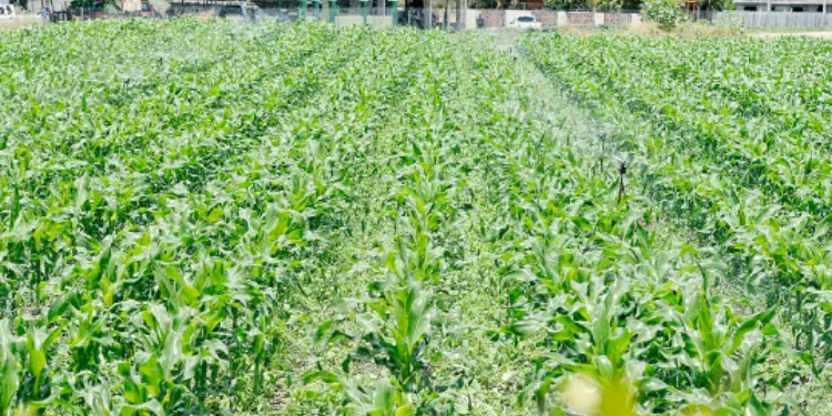 Precios agropecuarios: una década de presión acumulada