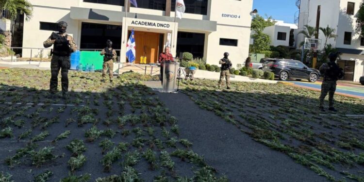 Autoridades decomisan 1,835 plantas de marihuana en Baní
