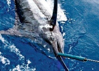 Pescadores capturan un marlín azul de casi tres quintales en zona de Punta Rucia
