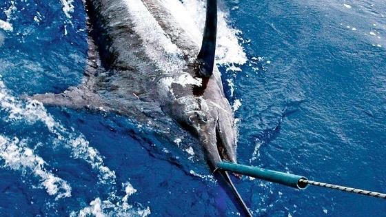 Pescadores capturan un marlín azul de casi tres quintales en zona de Punta Rucia