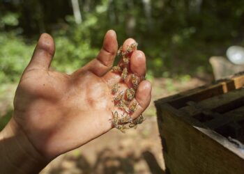 Abejas iracundas asesina obrero Haitiano en comunidad de Puerto Plata