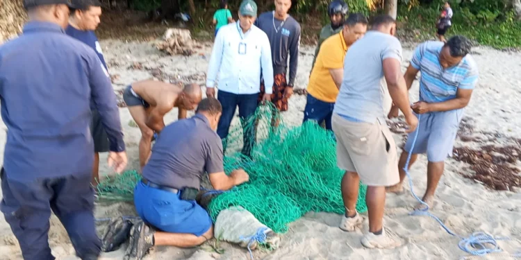 Capturan cocodrilo que permanecía desaparecido en Sabaneta de Yásica