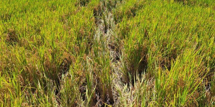 Parceleros piden mayor vigilancia en la frontera para evitar inmigrantes maltraten cosechas de arroz en Dajabón 