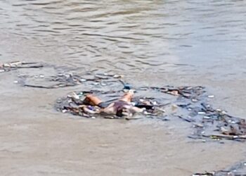 Avistan cuerpo sin vida flotando en el río Yaque del Norte por Palo Verde Montecristi 