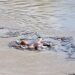 Avistan cuerpo sin vida flotando en el río Yaque del Norte por Palo Verde Montecristi 