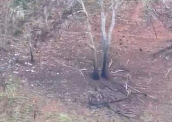 Denuncian deforestación de montañas en Fondo Grande Loma de Cabrera-Dajabón   