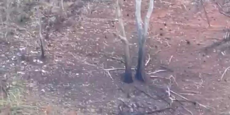 Denuncian deforestación de montañas en Fondo Grande Loma de Cabrera-Dajabón   