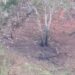 Denuncian deforestación de montañas en Fondo Grande Loma de Cabrera-Dajabón