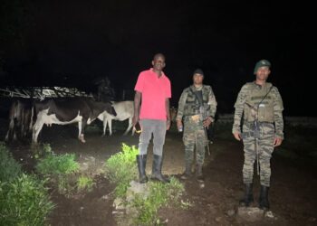 Ejército recupera 18 reses sustraídas en Loma de Cabrera