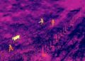 Ejército recupera animales robados localizados con drones durante operativo en Dajabón