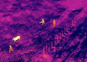 Ejército recupera animales robados localizados con drones durante operativo en Dajabón