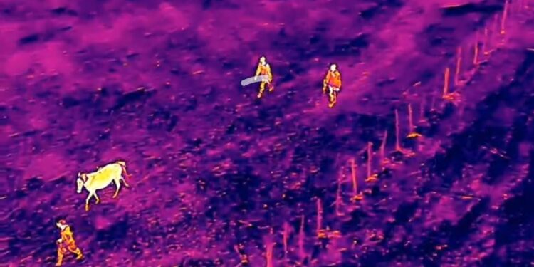Ejército recupera animales robados localizados con drones durante operativo en Dajabón