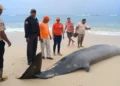 Mesoplodon aparece muerto a la orilla de playa Grande