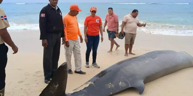 Mesoplodon aparece muerto a la orilla de playa Grande