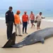 Mesoplodon aparece muerto a la orilla de playa Grande